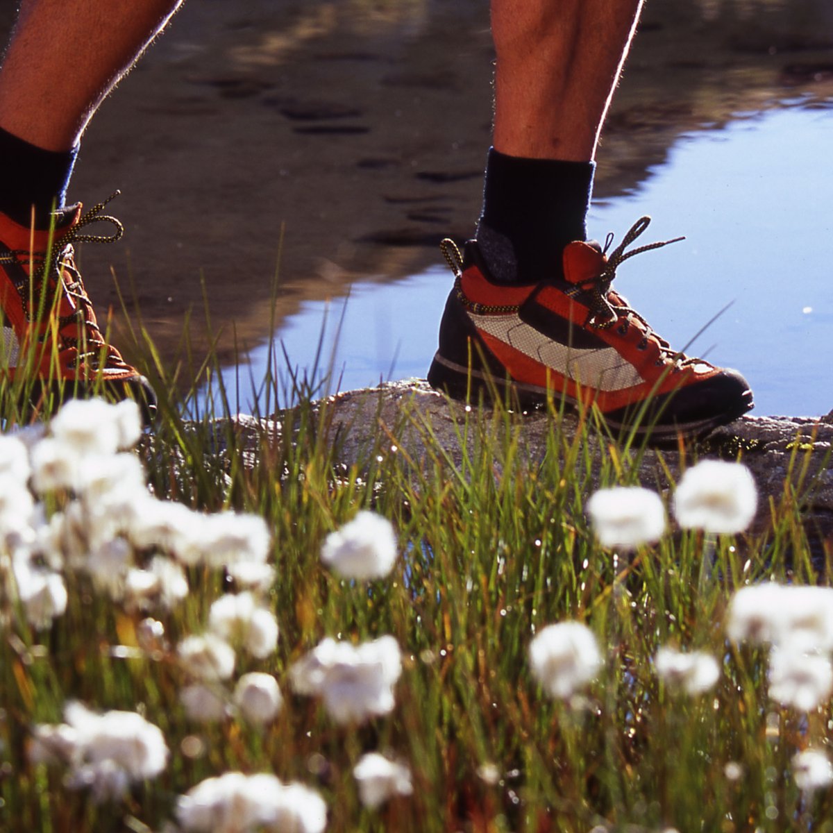 serfaus-fiss-ladis-wandern-wollgras-c-www-lightwalk-de.jpg